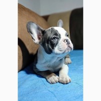French bulldogs of exotic colors