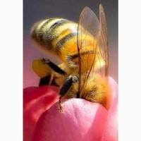 Продам бджолосім#039;ї.порода Карпатка