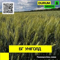 Насіння пшениці БГ Уніголд / BG Unigold (озима / остиста) Durum Seeds