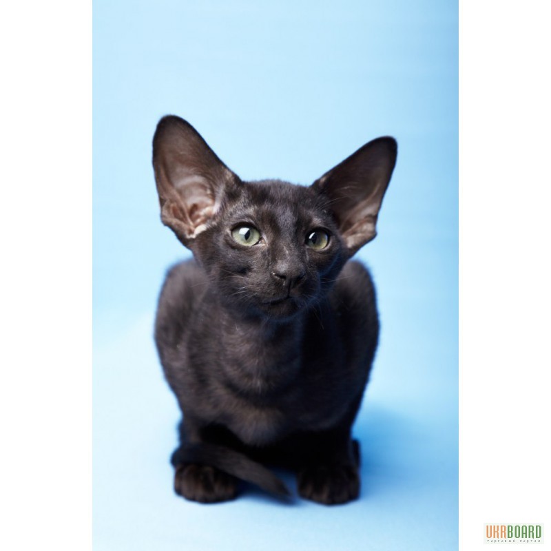 Фото 1/3. Магически - черные Ориентальные котята . Продам Киев.