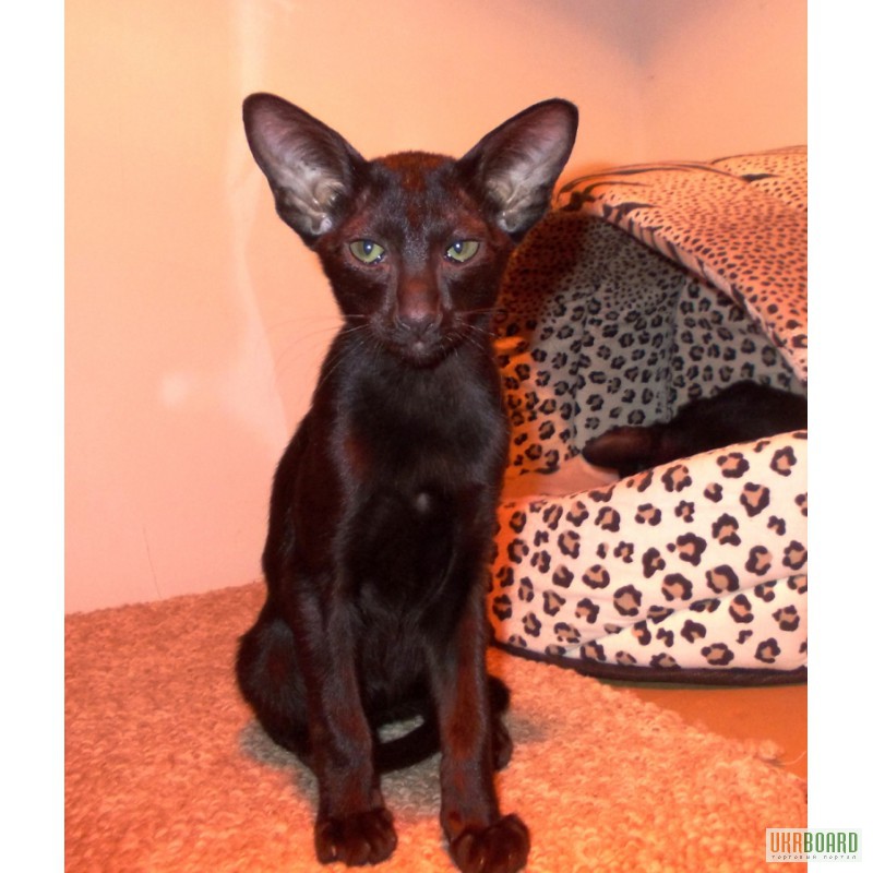 Фото 3/3. Магически - черные Ориентальные котята . Продам Киев.