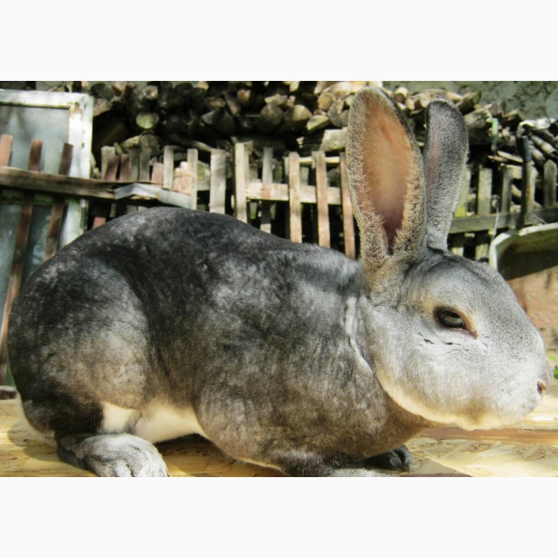 Фото 5. Продам кролики кастор-рекс