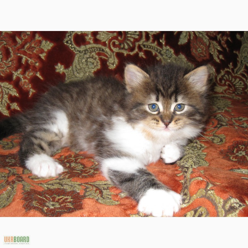 Фото 10. Продам котят перс-класик