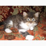 Продам котят перс-класик