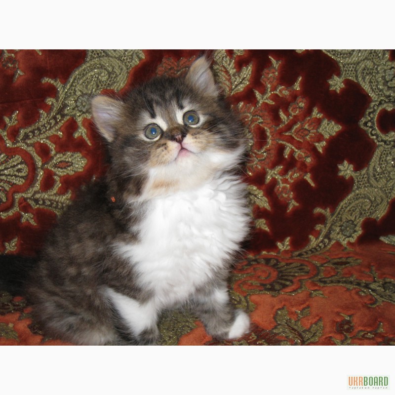 Фото 7. Продам котят перс-класик