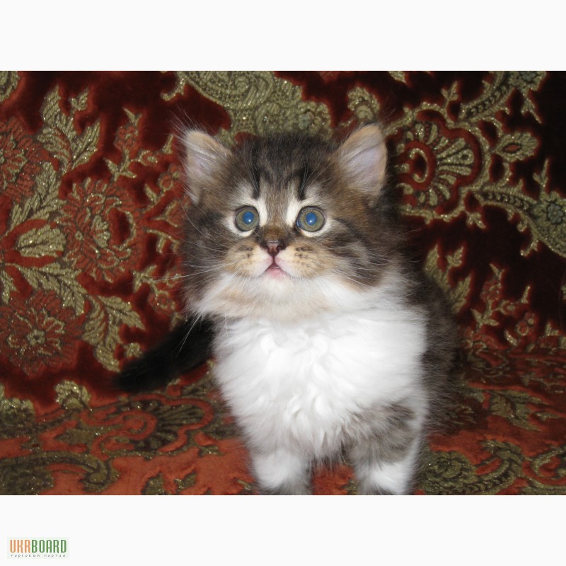 Фото 8. Продам котят перс-класик