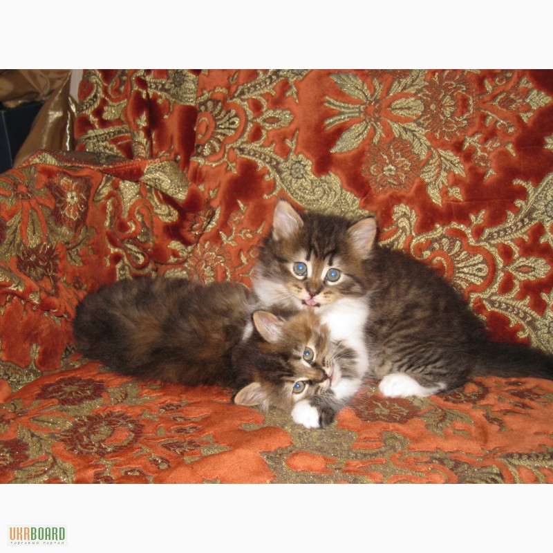 Фото 9. Продам котят перс-класик