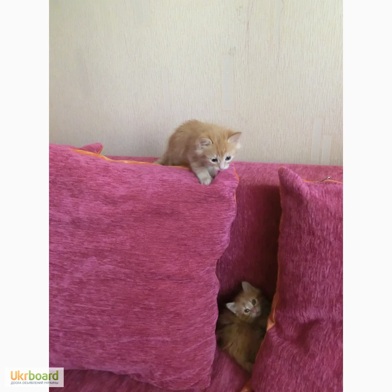 Фото 2. Котята рыженькие персы