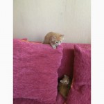 Котята рыженькие персы