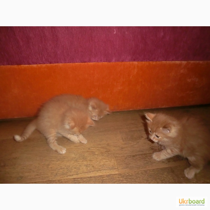 Фото 3. Котята рыженькие персы
