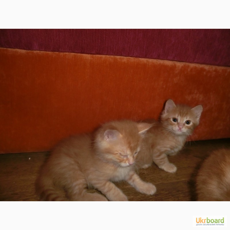 Фото 4. Котята рыженькие персы
