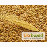 Куплю пшеницу в Луганской области - регулярно