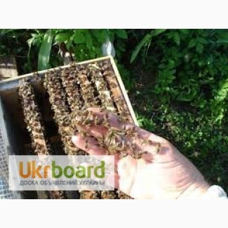 Продам пчелопакеты украинской степной породы