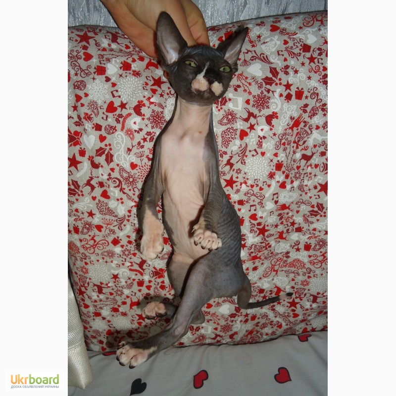Фото 5. Продам котят конадского сфинкса
