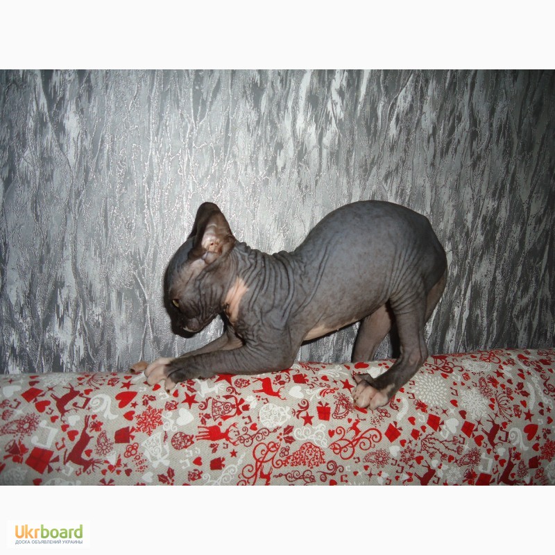 Фото 6. Продам котят конадского сфинкса