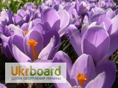 Цветы крокуса в горшочках к 8 марта
