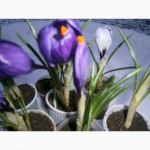 Цветы крокуса в горшочках к 8 марта