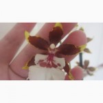 Продам Dendrobium Berry Oda