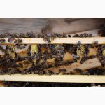 Плідні Матки Карпатки 2021 року (Пчеломатки, Бджоломатки, Бджолині матки)
