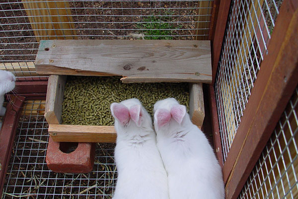 Фото 2. Комбикорм для кроликов с травяной мукой, мешок 30кг