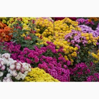 Продам Хризантемы и много других растений (опт от 1000 грн)