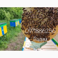 Плодные Пчеломатки-Матки-Бджоломатки КАрпатка 2019