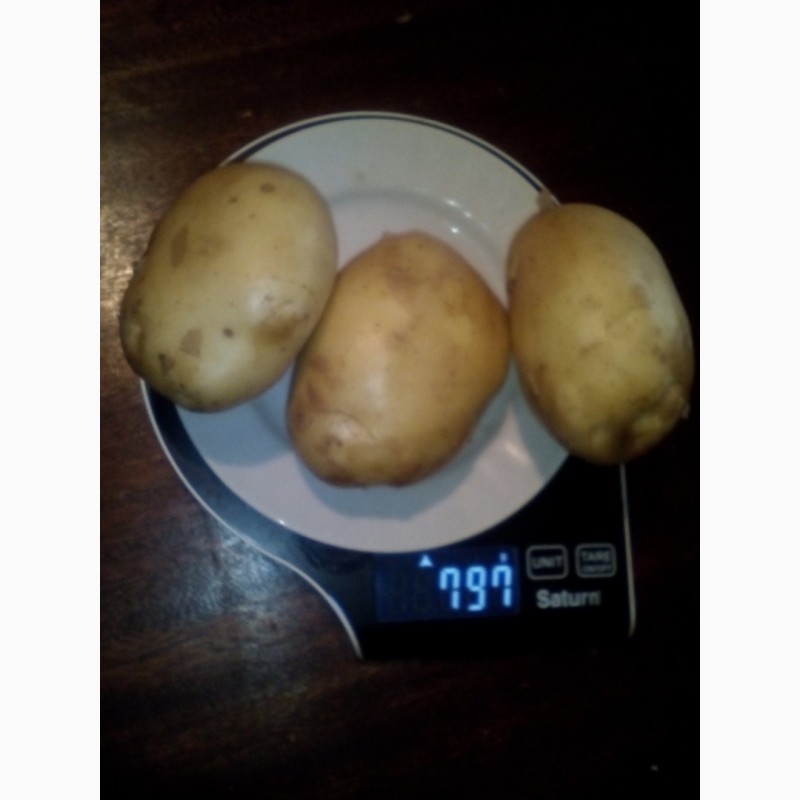 Фото 4. Купим картофель. овощи