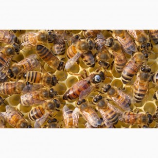 Бакфаст, Карника, Карпатка отводки пчел, пчелопакеты, мед