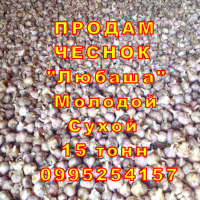 15 тонн ПРОДАМ ЧЕСНОК 2023 Любаша Молодой Сухой Посадочный ТоварныйОптом Часник Garlic