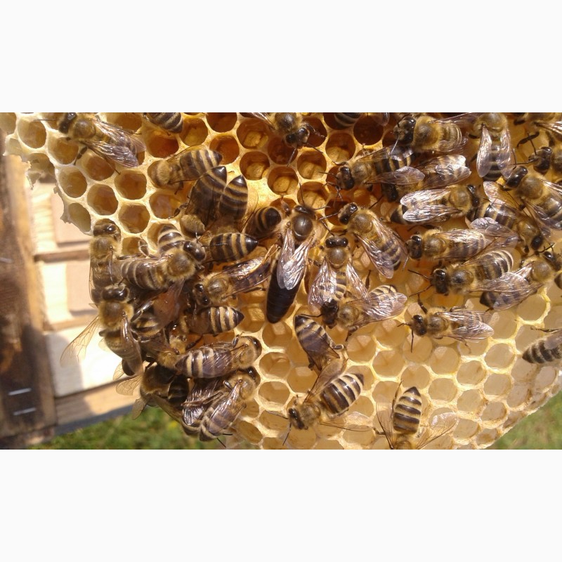 Фото 3. В продажі плідні 2024 високопродуктивні матки, бджолині матки КАРПАТКА /є торг/