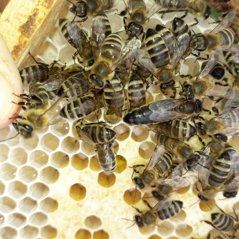 Фото 4. В продажі плідні 2024 високопродуктивні матки, бджолині матки КАРПАТКА /є торг/