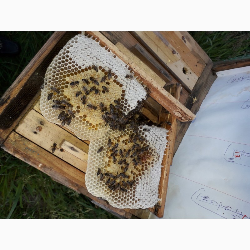 Фото 5. В продажі плідні 2024 високопродуктивні матки, бджолині матки КАРПАТКА /є торг/