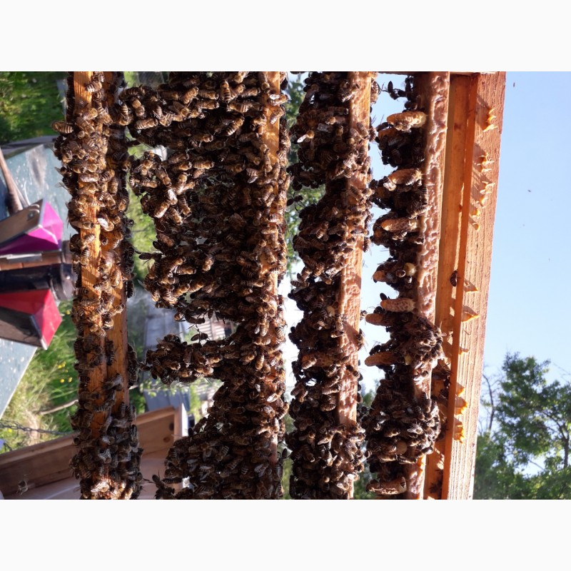 Фото 7. В продажі плідні 2024 високопродуктивні матки, бджолині матки КАРПАТКА /є торг/