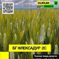 Насіння пшениці БГ Флексадур 2С / BG Flexadur 2S (дворучка / тверда) Durum Seeds