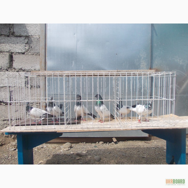 Фото 3/3. Продам Будапештські високольотні голуби