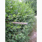 Граб обыкновенный 100 см для живой изгороди в г.Киев. Растения в частном питомнике
