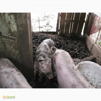 Продам свинку пьетрен на племя, Харьков