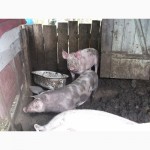 Продам свинку пьетрен на племя, Харьков