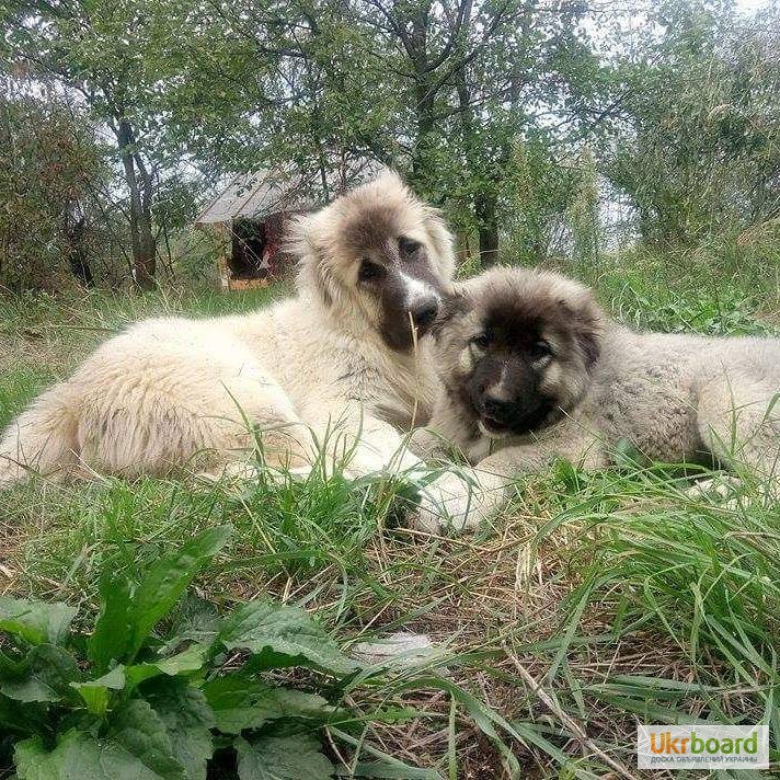 Фото 2. Щенки кавказской овчарки
