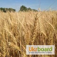 Семена озимиой пшеницы Миссия Одесская