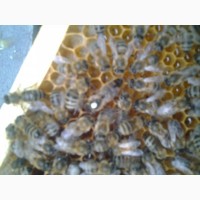 Продаю пчеломатки Карника “ПЕШЕЦ” цена 100грн за Неплідну матку 230, плідна степова