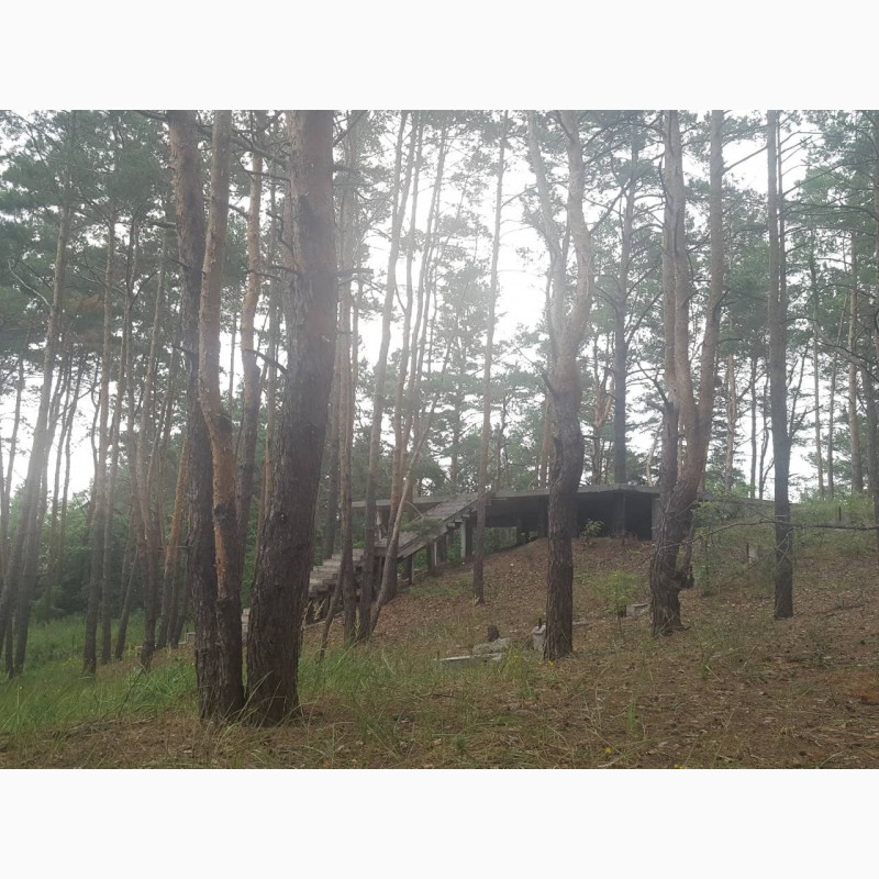Фото 10. Продам 10 соток под застройку в г.Вышгород, сосновый лес на участке