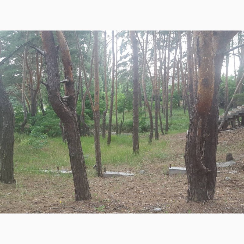 Фото 11. Продам 10 соток под застройку в г.Вышгород, сосновый лес на участке