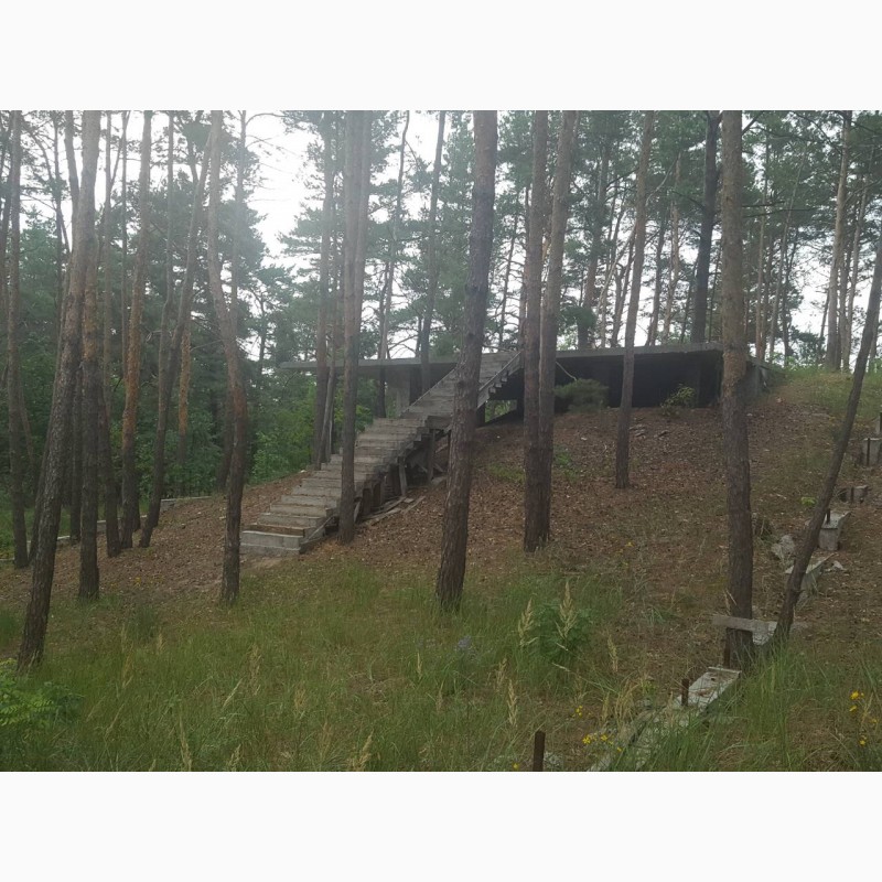 Фото 12. Продам 10 соток под застройку в г.Вышгород, сосновый лес на участке