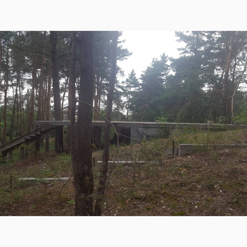 Фото 6. Продам 10 соток под застройку в г.Вышгород, сосновый лес на участке