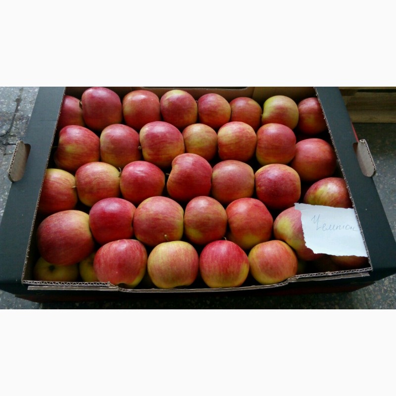 Фото 2. Продам яблоки зимних сортов из холодильника оптом