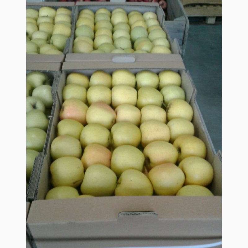 Фото 4. Продам яблоки зимних сортов из холодильника оптом