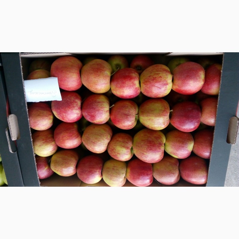 Фото 5. Продам яблоки зимних сортов из холодильника оптом