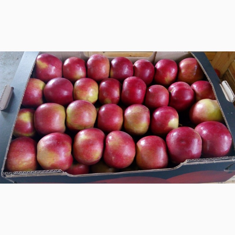 Фото 6. Продам яблоки зимних сортов из холодильника оптом