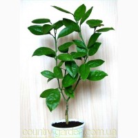 Продам растения Цитрон (комнатное растение) и много других растений (опт от 1000 грн)